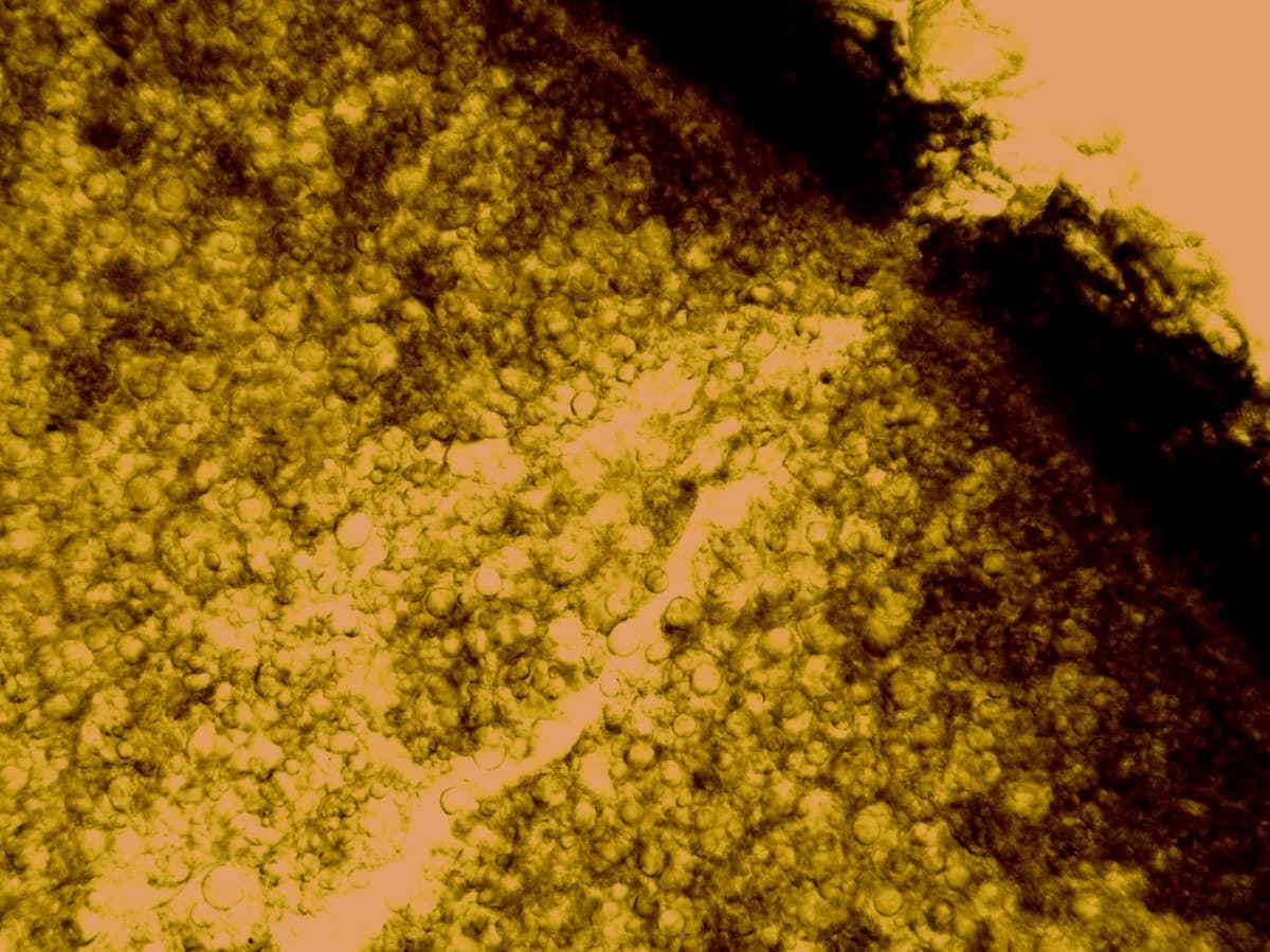 LS Seed Nihydrine
