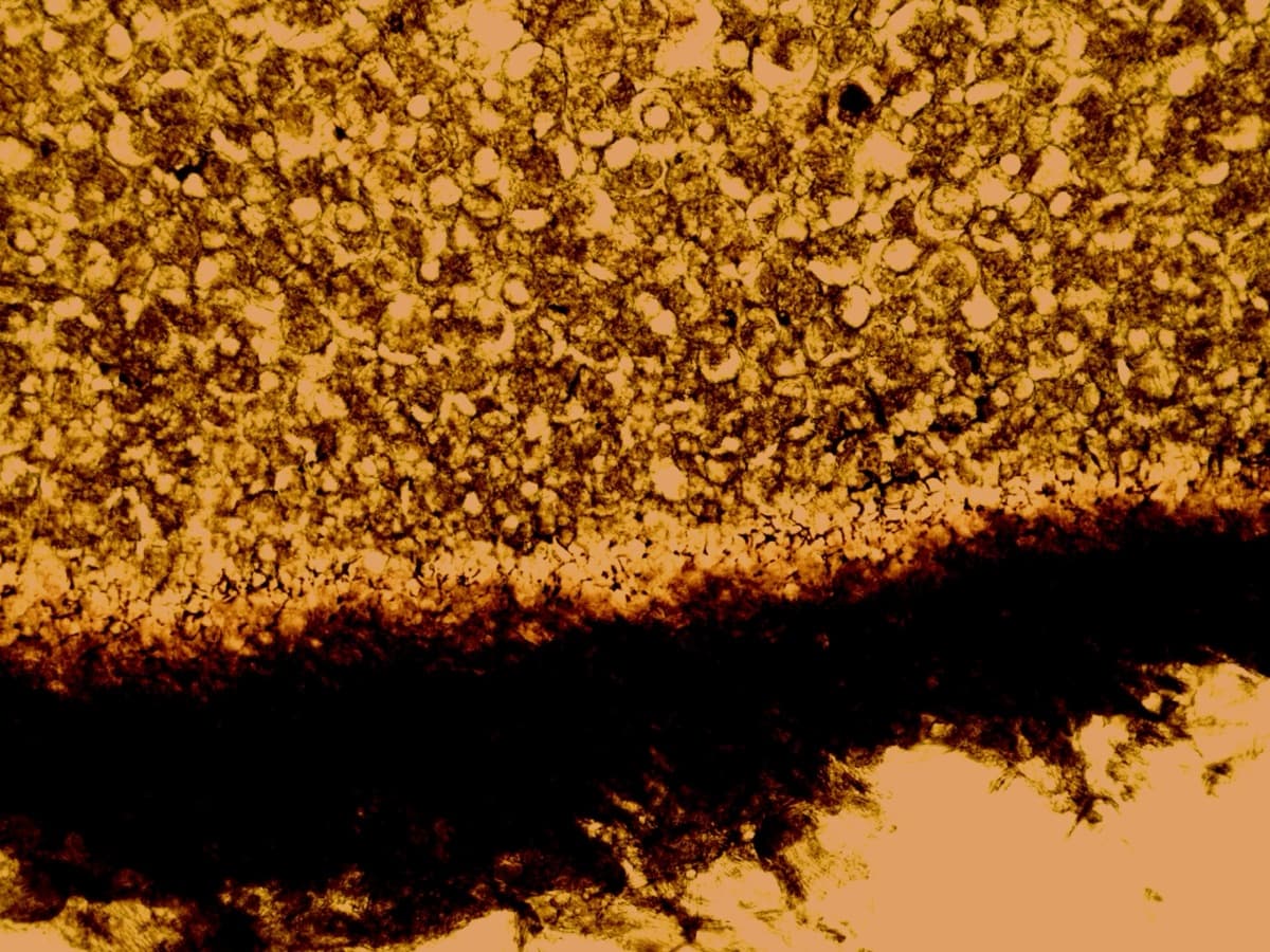 LS Seed Safranin O