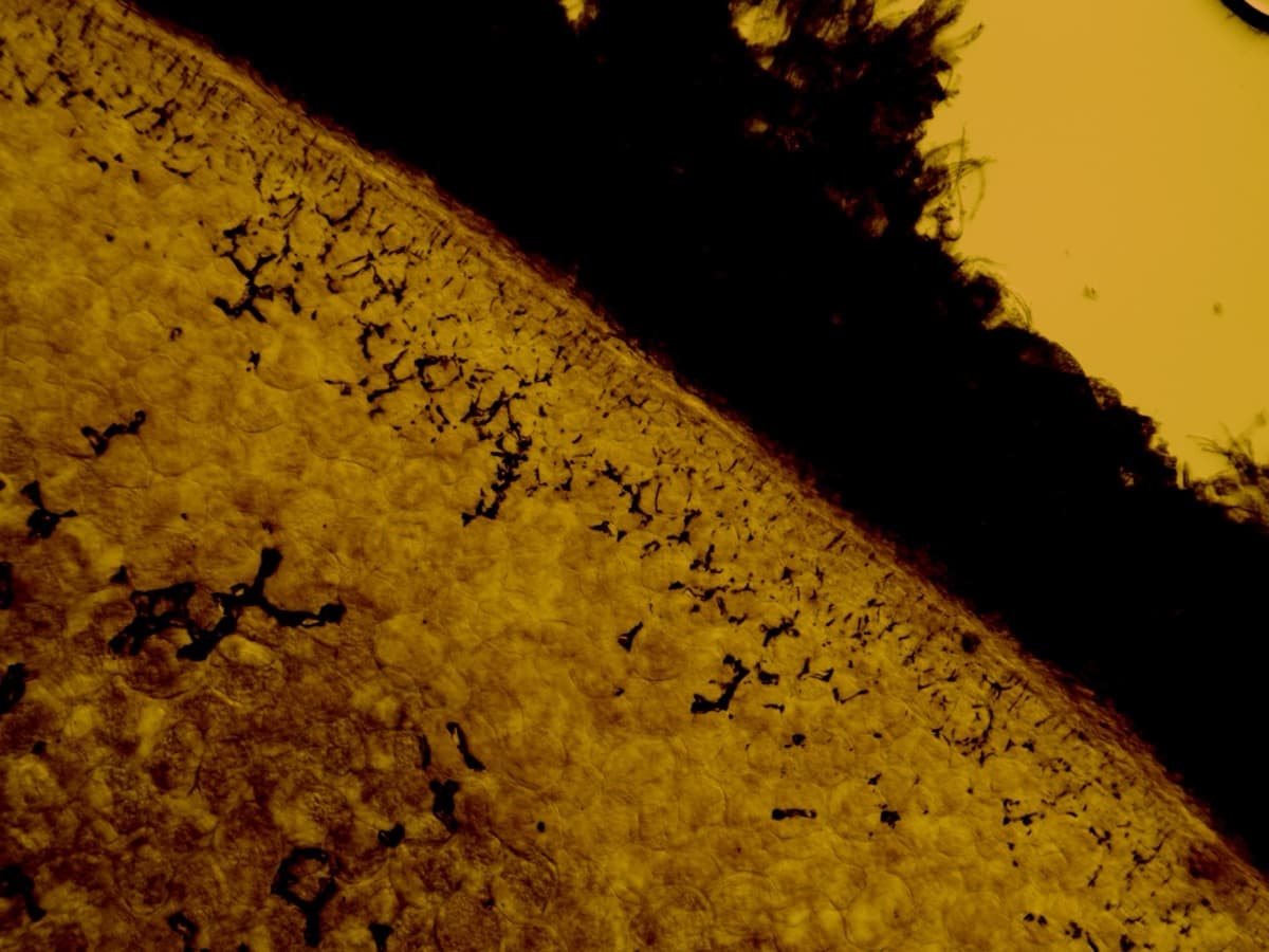 LS Seed Sudan III