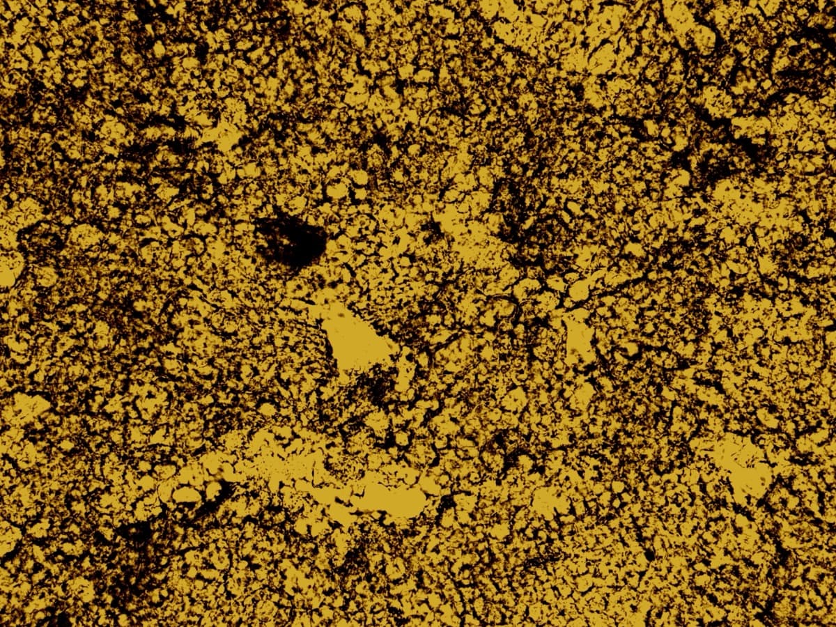 Powdered Seed Ninhydrin