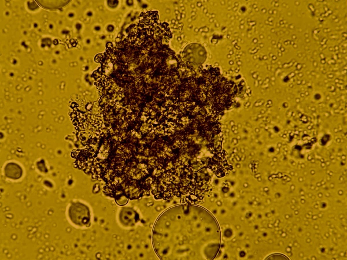 Powdered Seed Safranin O