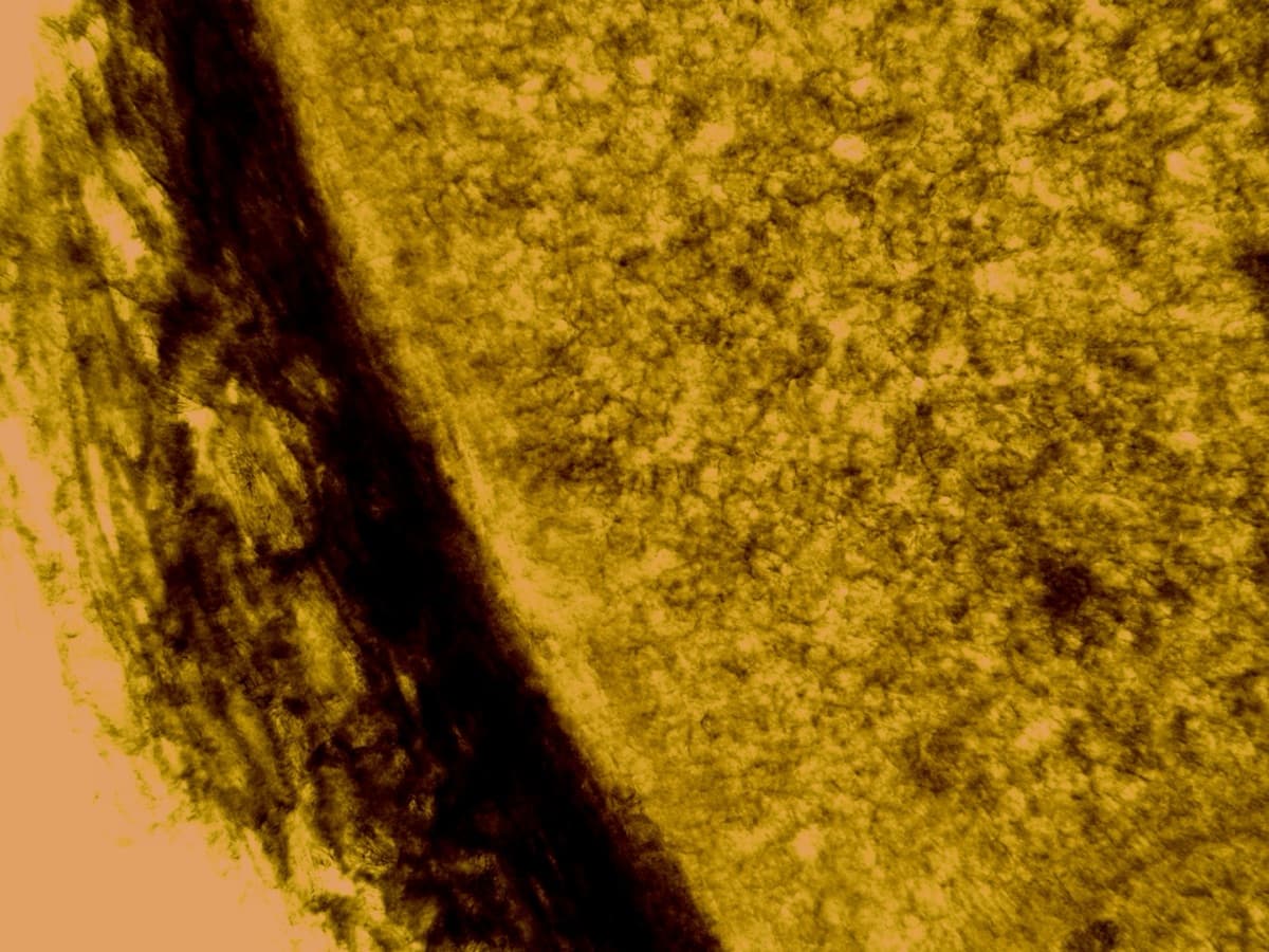 TS Seed Nihydrine