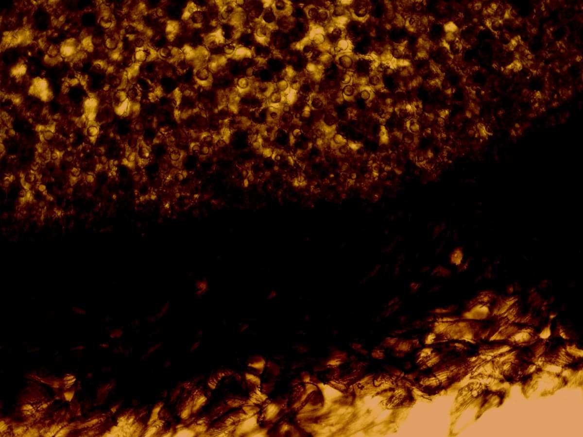 TS Seed Safranin O