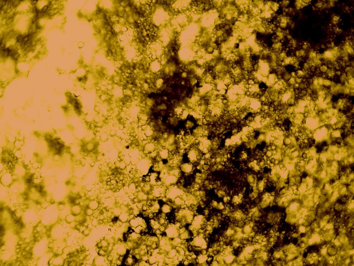 TS Seed Unstained